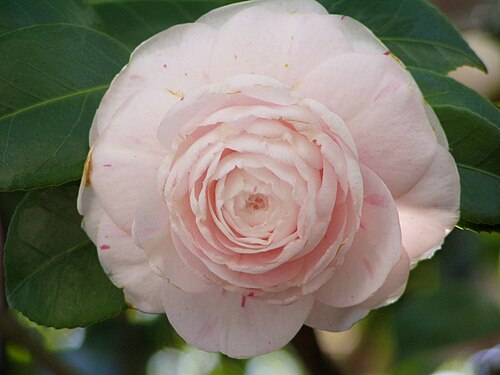 The Camellias of Casa Tait