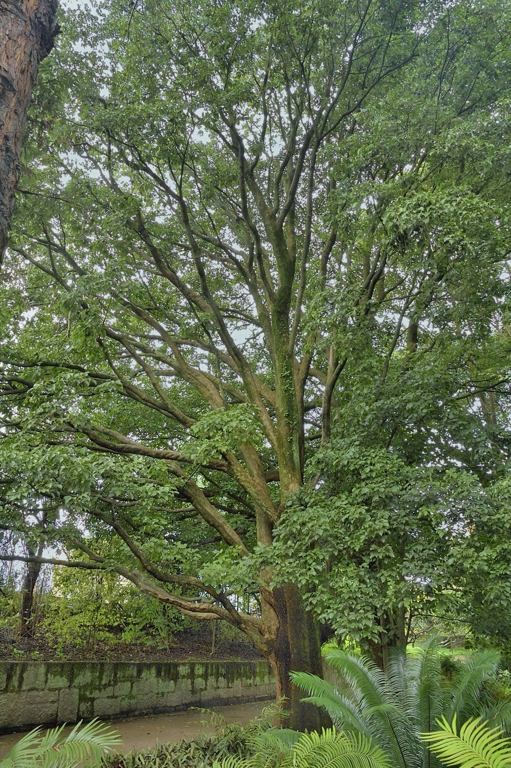 The Bischofia Trio of the Botanical Garden