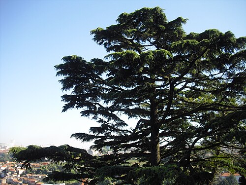 The Himalayan Cedar of the Palácio de Cristal