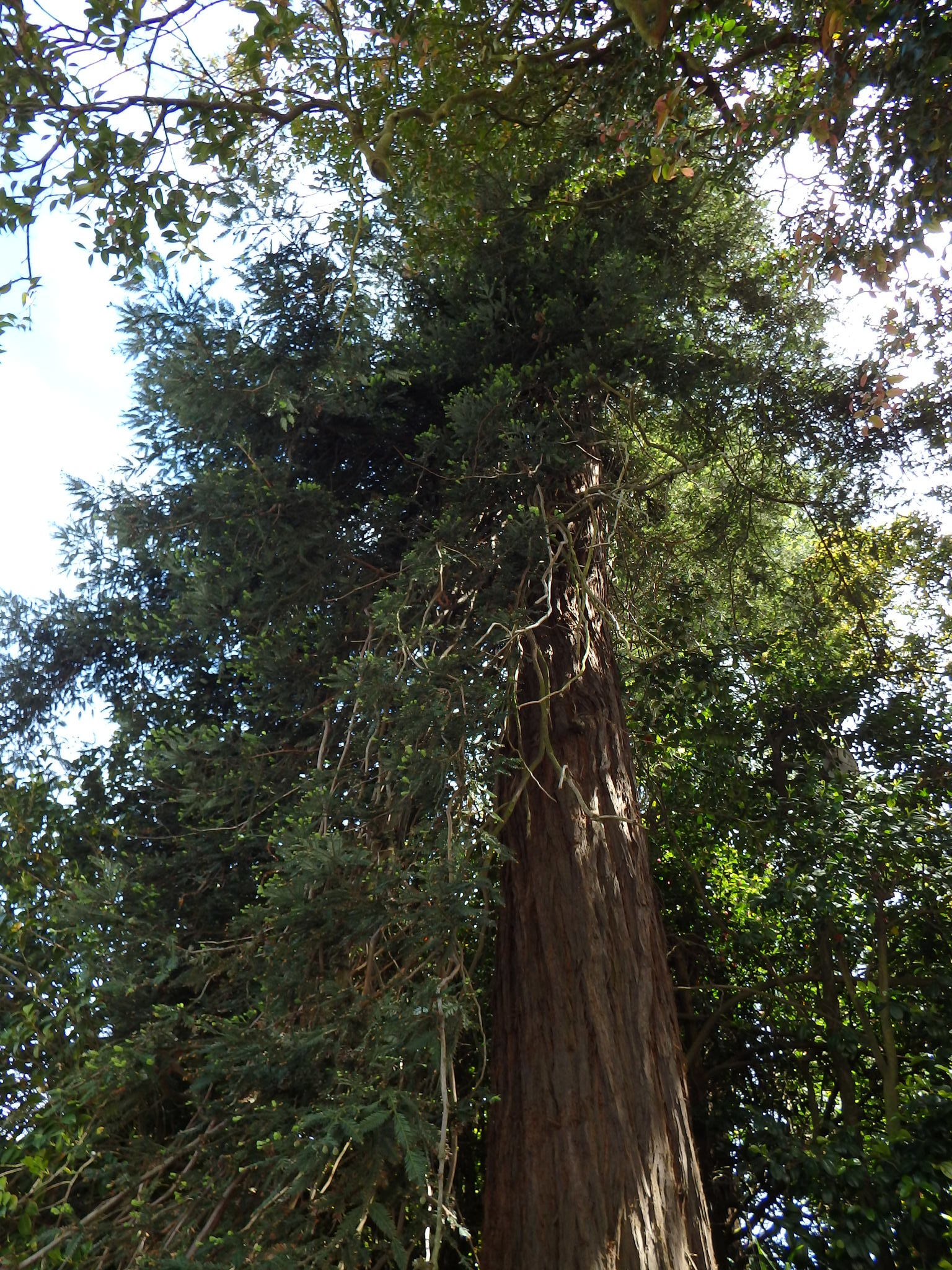 The Coast Redwood of the Botanical Garden