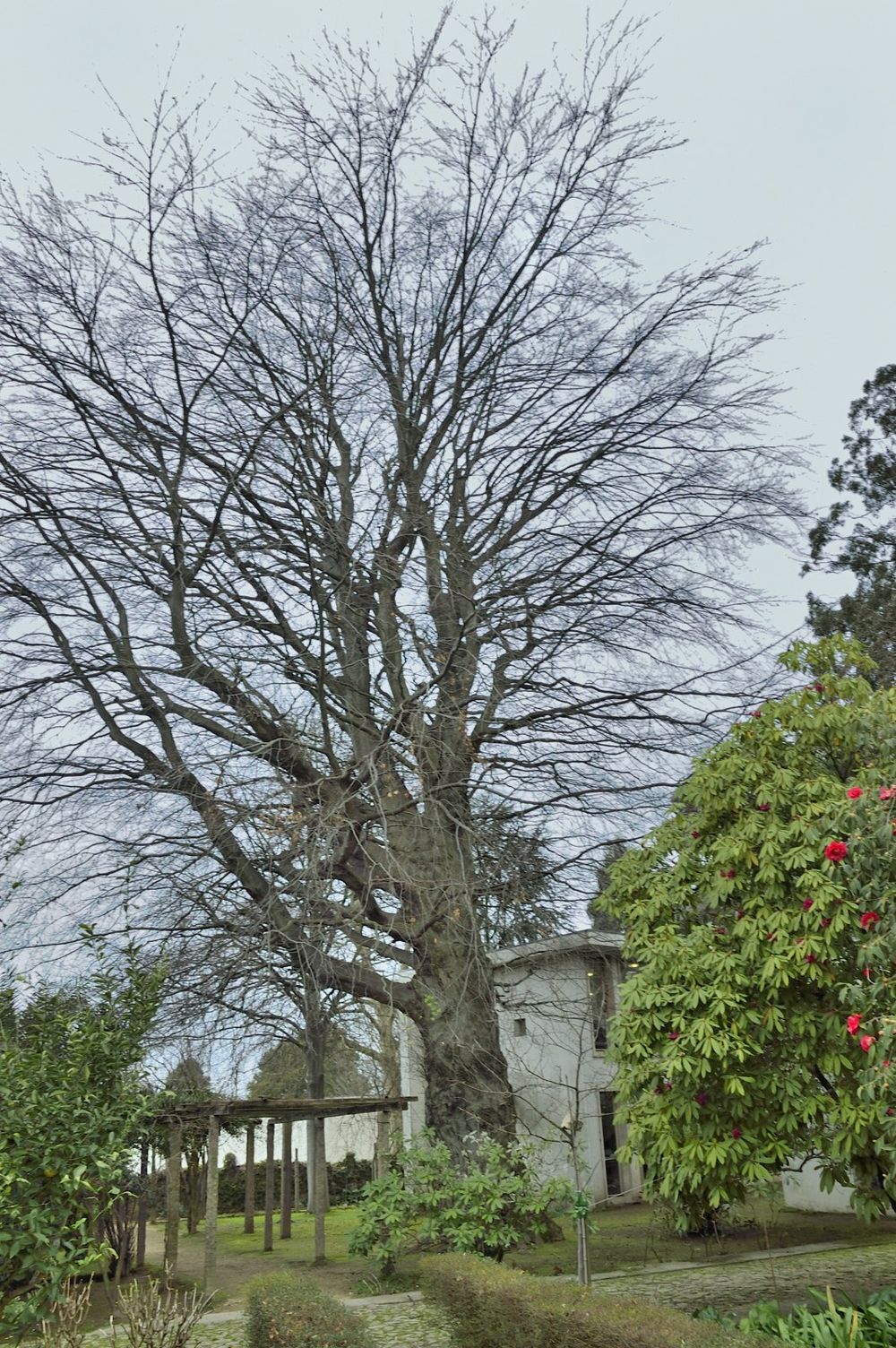 The Copper Beech of FAUP