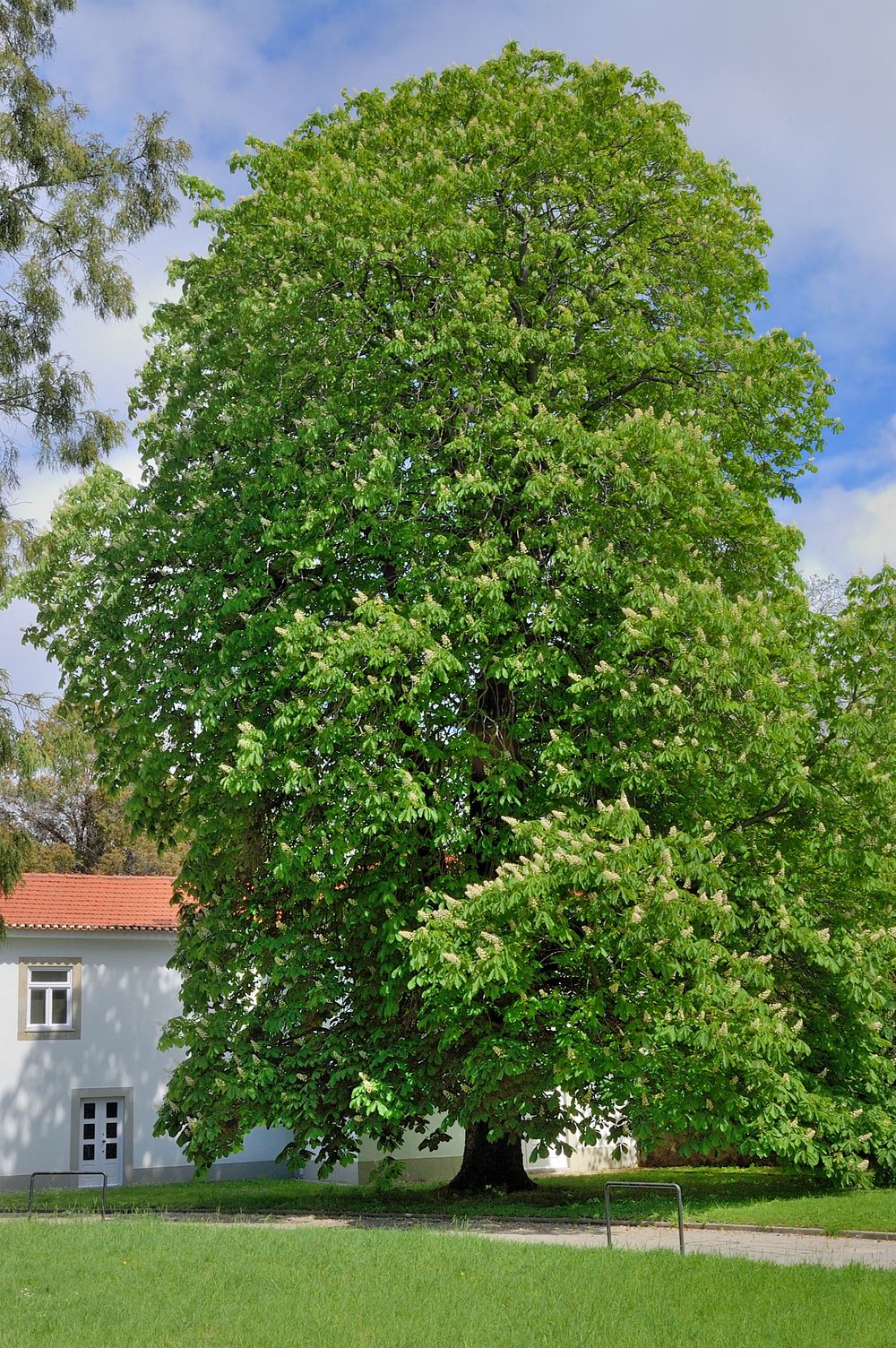 The Horse Chestnut of Palacete Burmester