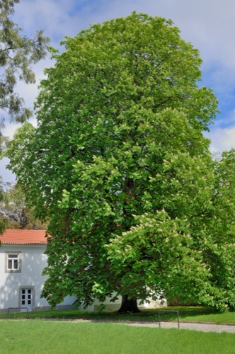 The Horse Chestnut of Palacete Burmester