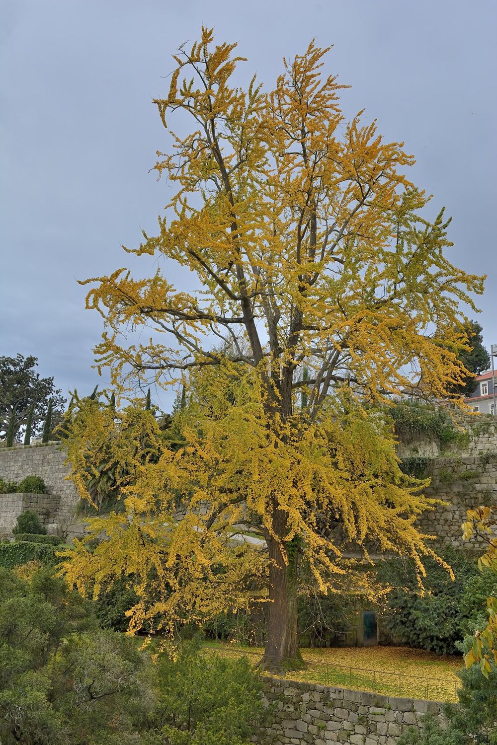 The Ginkgo of the Jardim das Virtudes