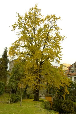 O Ginkgo do Jardim das Virtudes