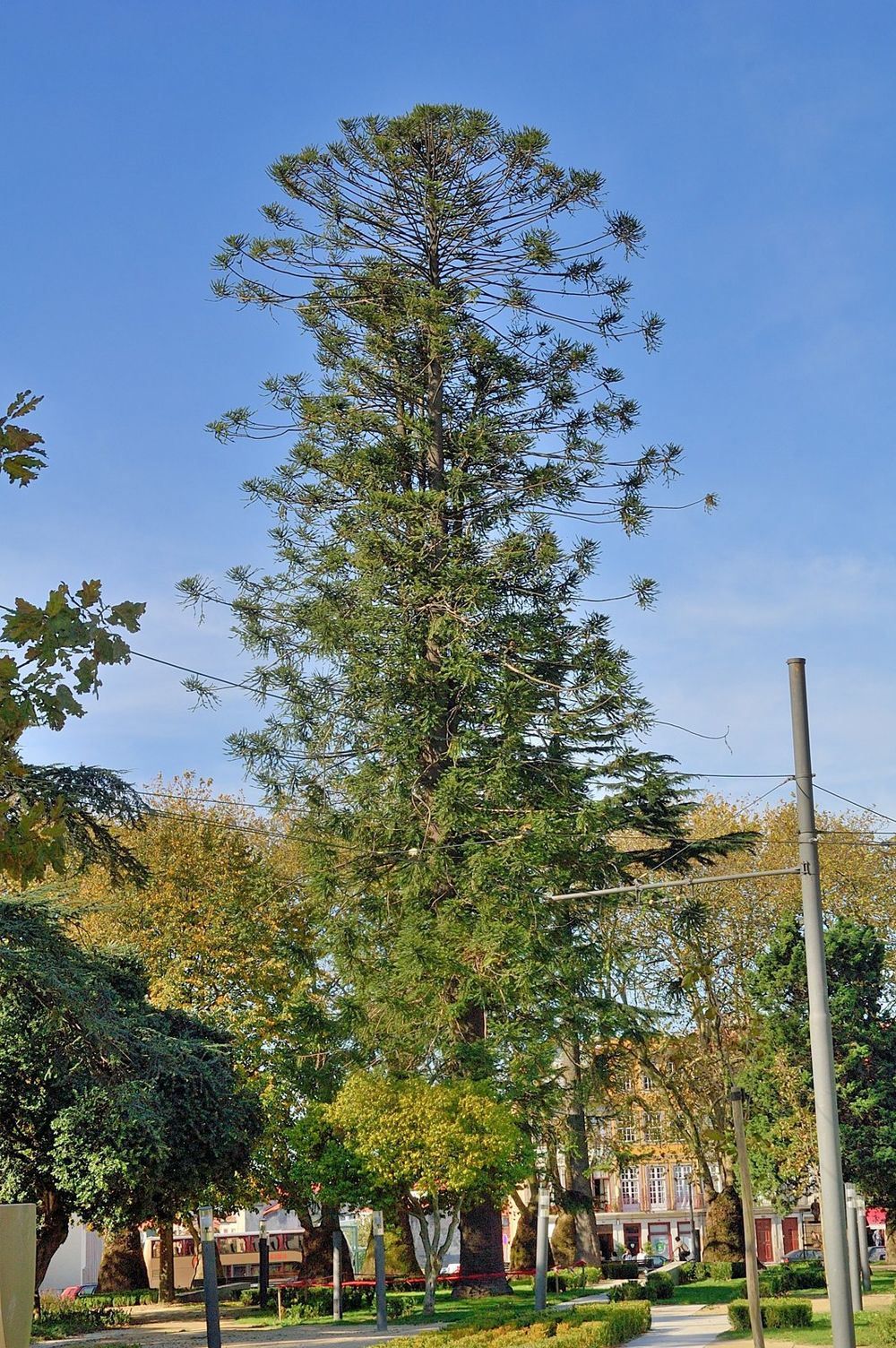 The Bunya-Bunya of Jardim da Cordoaria