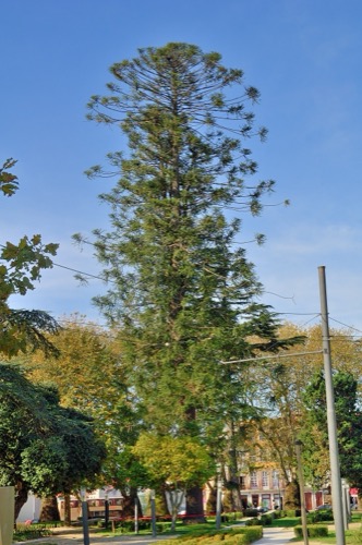 The Bunya-Bunya of Jardim da Cordoaria