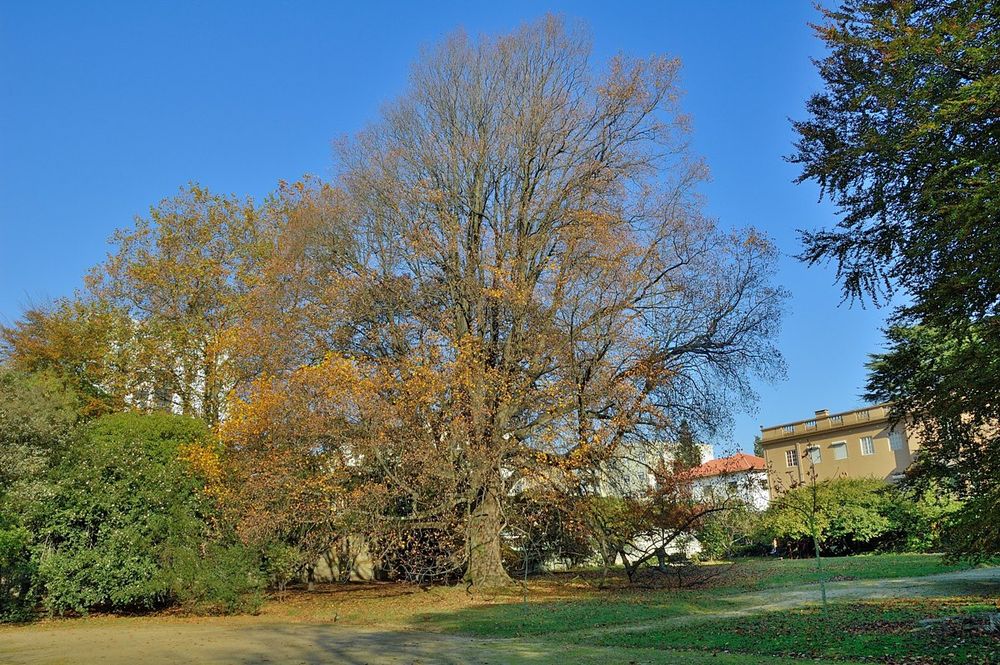 The Tulip Tree of Casa Allen