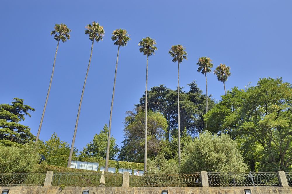 The Seven Fan Palms of Palácio de Cristal