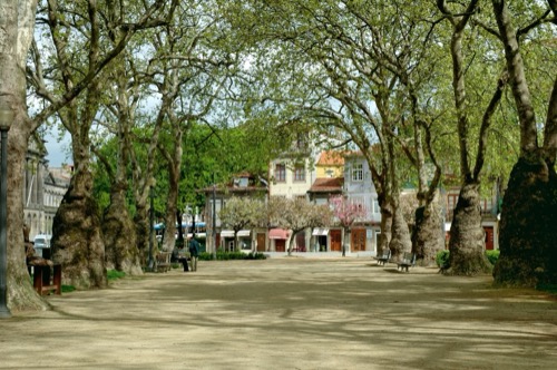 The Alameda dos Plátanos of Jardim da Cordoaria