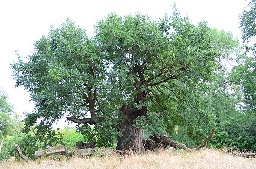 Die tausendjährige Eiche von Sacrow