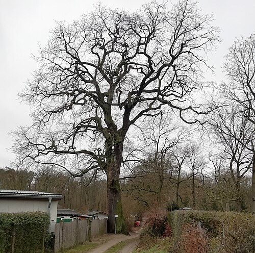 Die Traubeneiche an der Paetowstraße