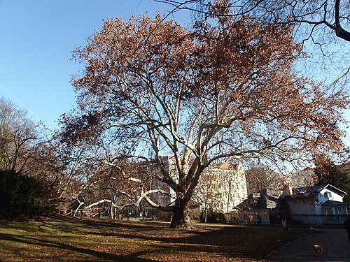 The Plane of Kinsky Garden