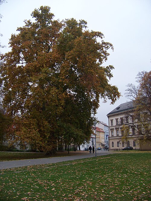 The Plane of Kampa