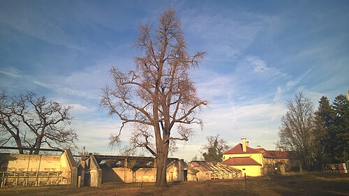 The Ginkgo of Stromovka