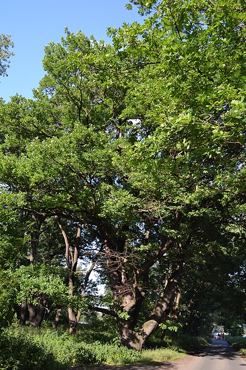 The Oak of Cisarsky ostrov