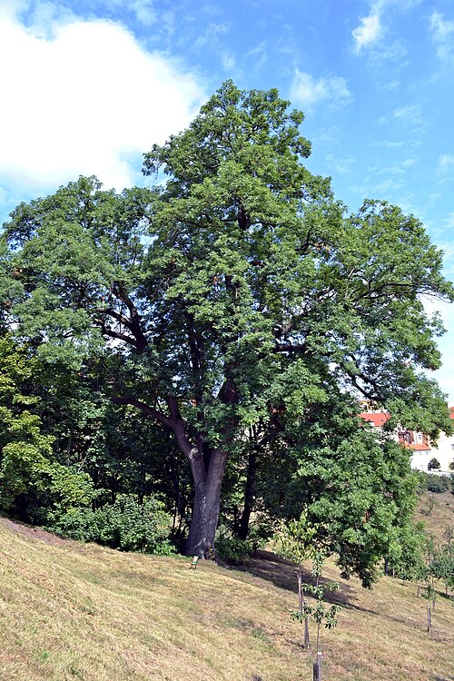 The Ash of Strahov Garden