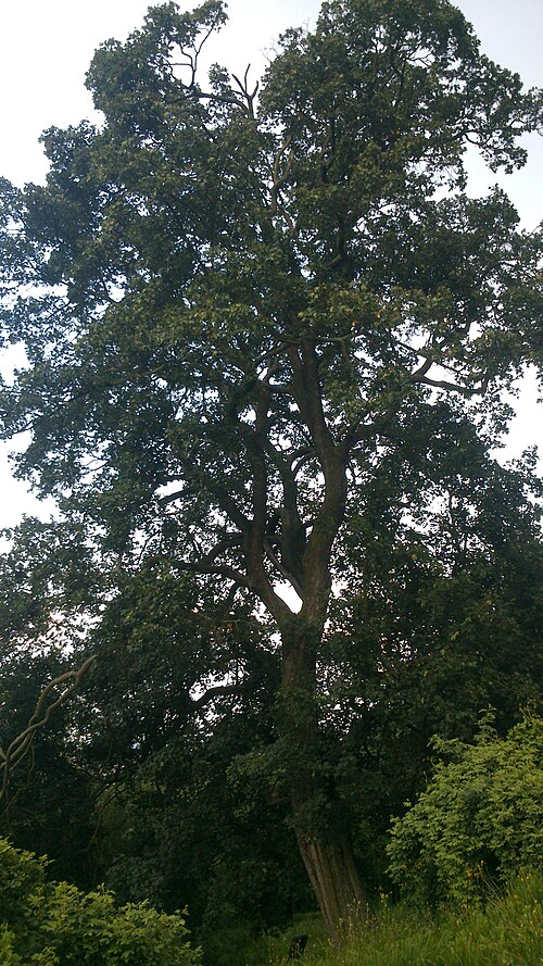 The Field Maple of the Seminary Garden