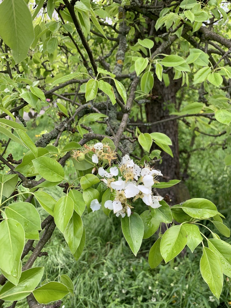 Neruda's Pear Tree