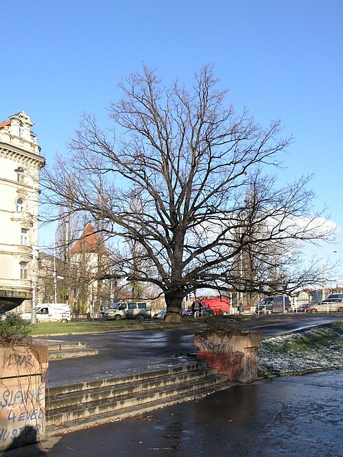 The Oak of Dienzenhofer Gardens