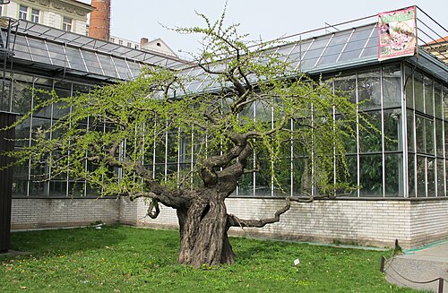 The Bonsai Ginkgo of Na Slupi