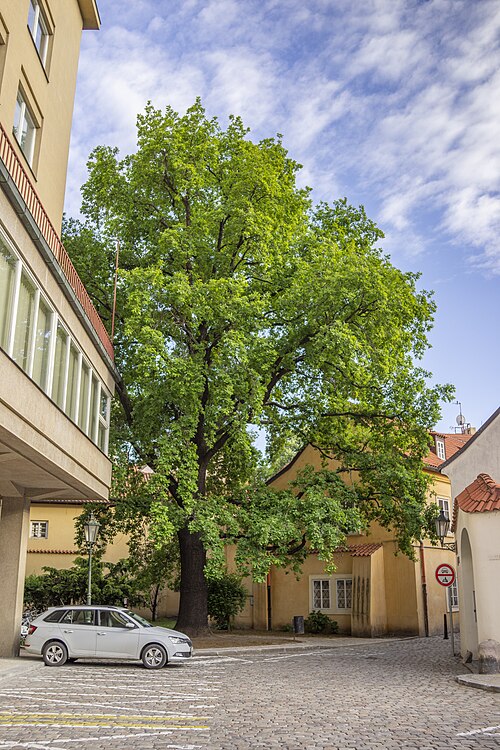 The Old Town's Only Oak