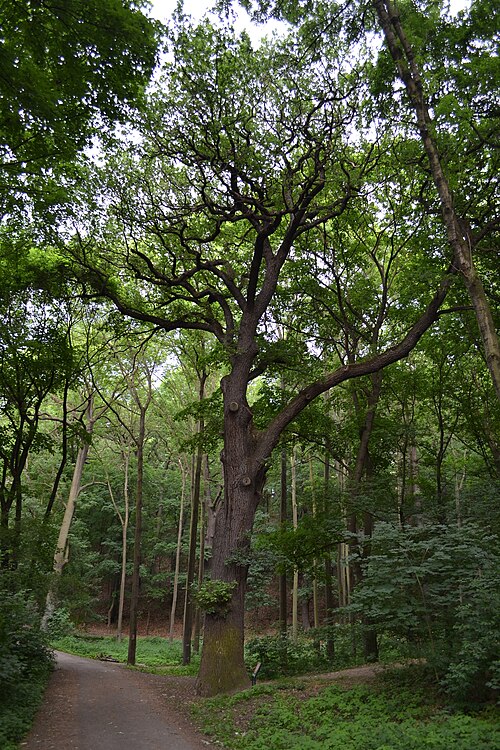 The Oak of Na Cibulkach Forest Park