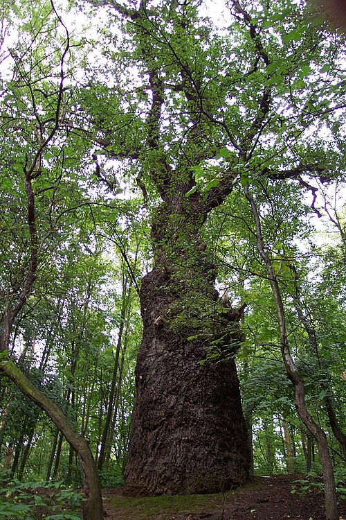 The Oak with the Bizarre Trunk of Na Cibulkach