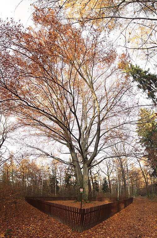 The Beech of Brevnovska Gate, Hvezda