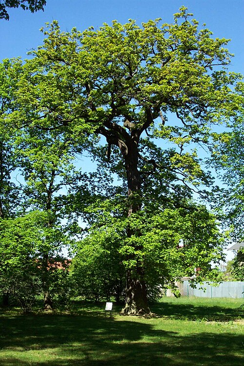 The Oak of Libocka Gate, Hvezda