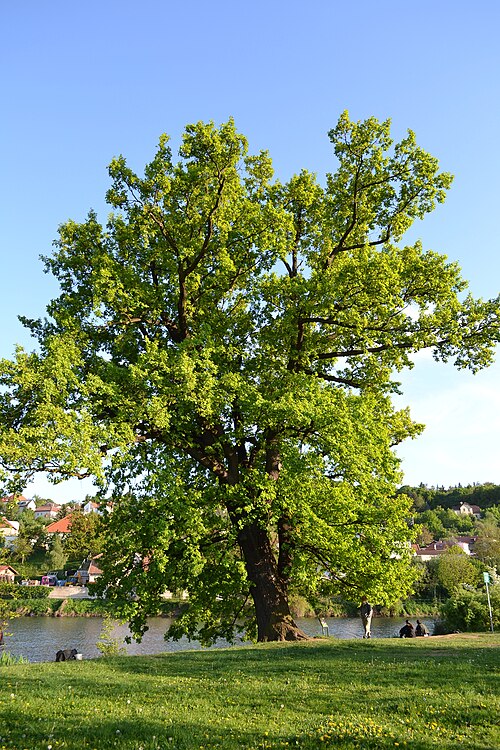 The Oak on the Dam of Libocky Pond