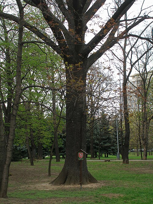 The Oak of Kobylisy