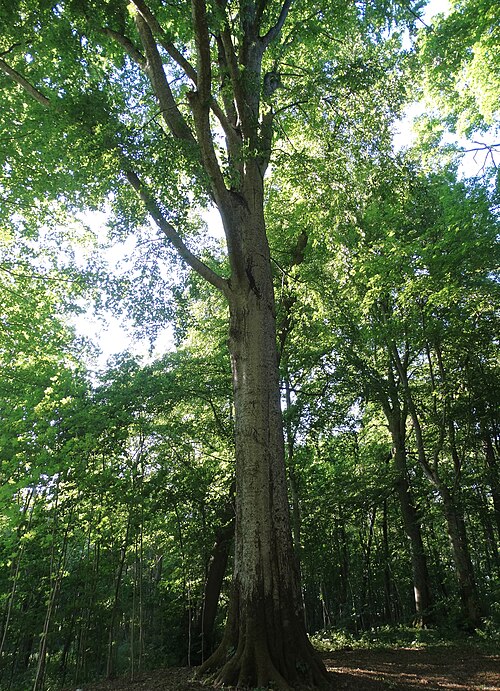 Kliošai Park Beech