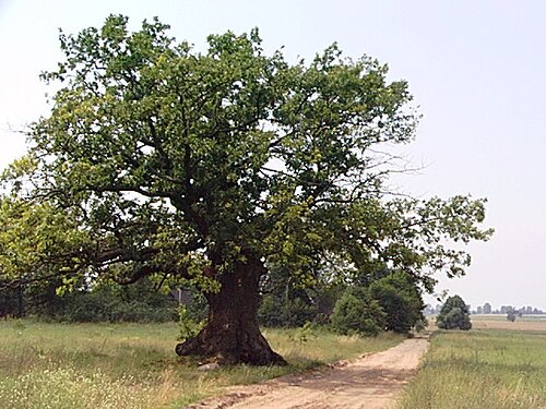 Dąb Dunin