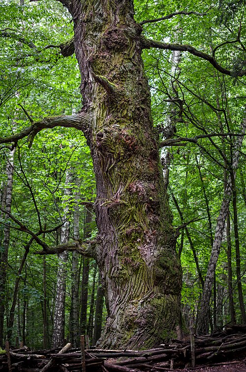 The Perkun Oak