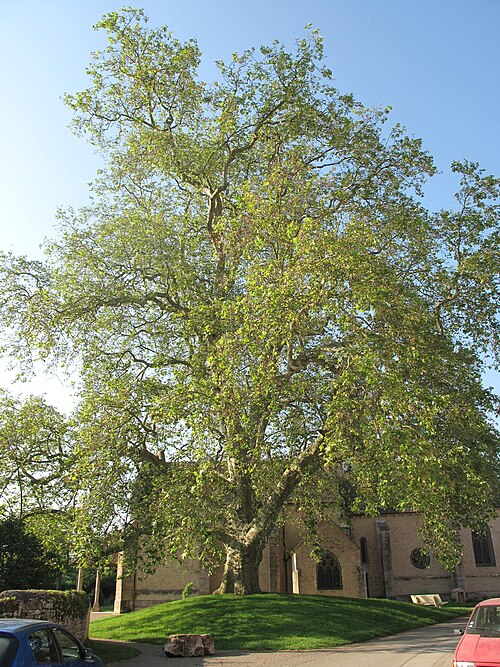 The Platane de Préty