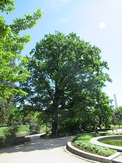 The Kanālmalas Oak