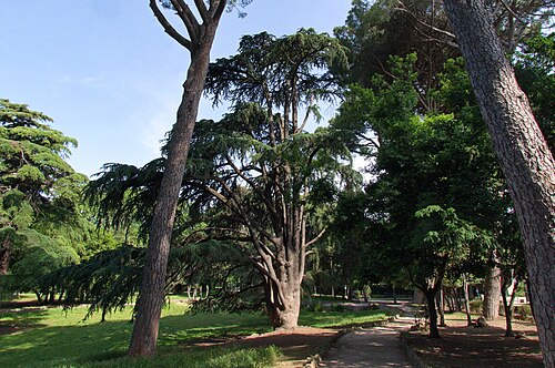 The Cedar of Celimontana