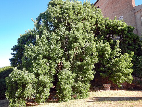 The Fitolacca of the Capitoline