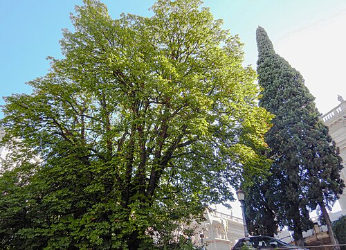 The Horse Chestnut of the Cordonata