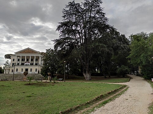 The Cedar of Lebanon of Villa Torlonia