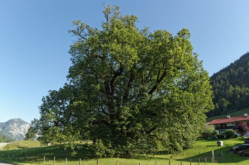 Hindenburglinde