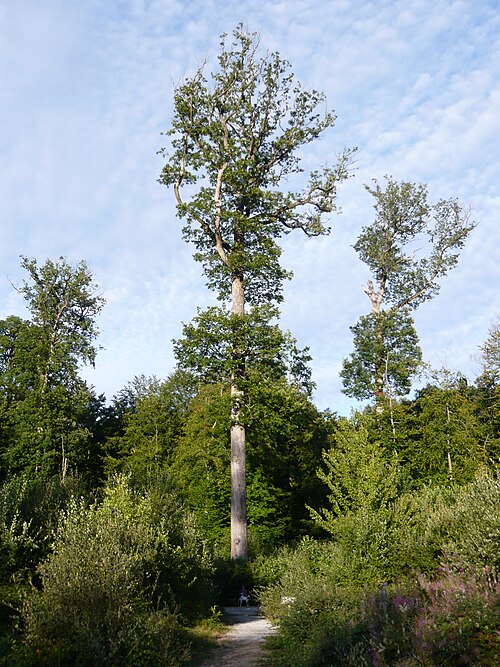 Chêne de la Forestry Commission