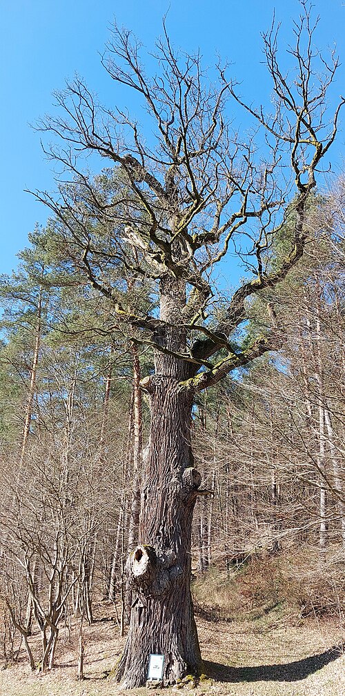 The Oak of the Swedes