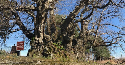 The Ship's Chestnut