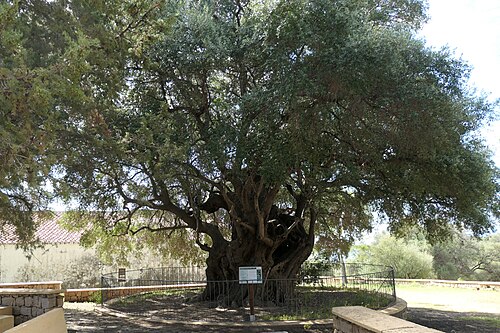 The Olivastro of Santa Maria Navarrese