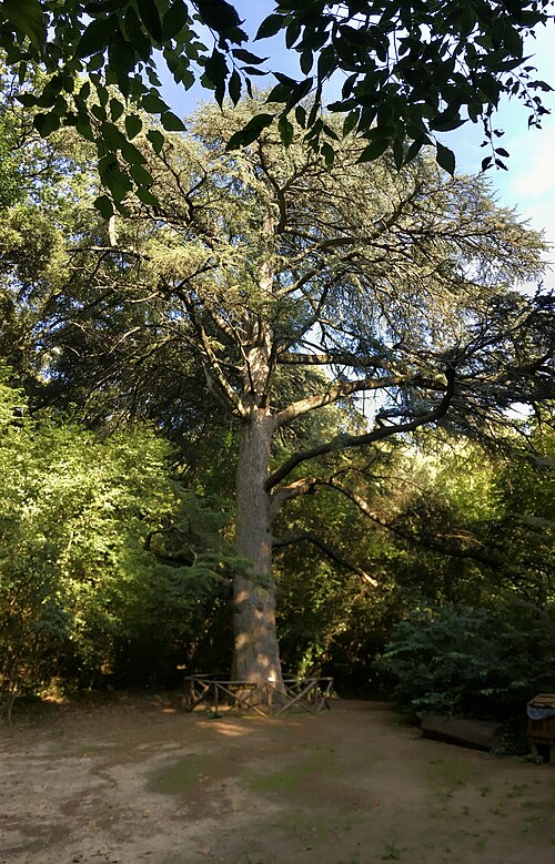 The Cedar of Parco Aymerich