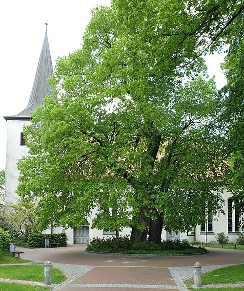 The Gerichtslinde of Scheessel
