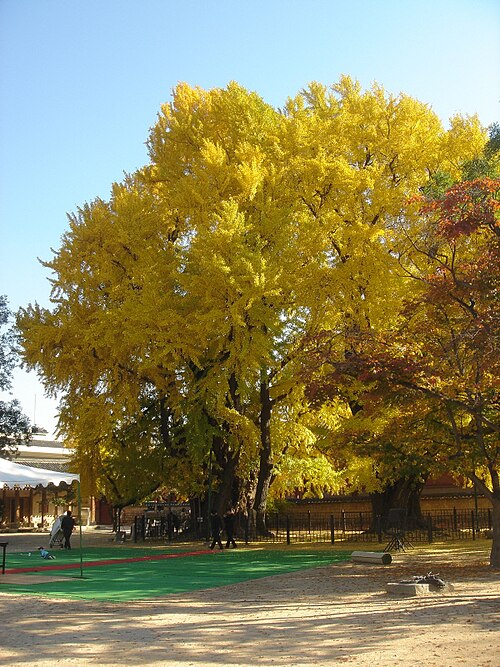 The Munmyo Ginkgo