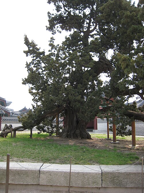 The Changdeokgung Chinese Juniper